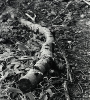 Branch2