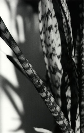 Shadow